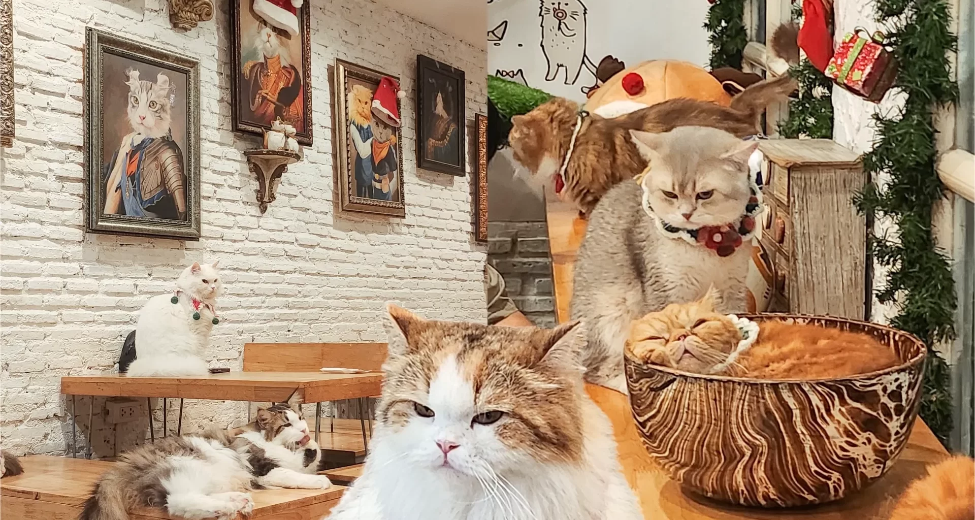 คาเฟ่แมว Caturday Cat Cafe