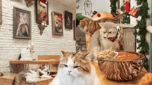 คาเฟ่แมว Caturday Cat Cafe