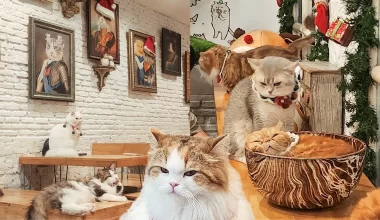 คาเฟ่แมว Caturday Cat Cafe